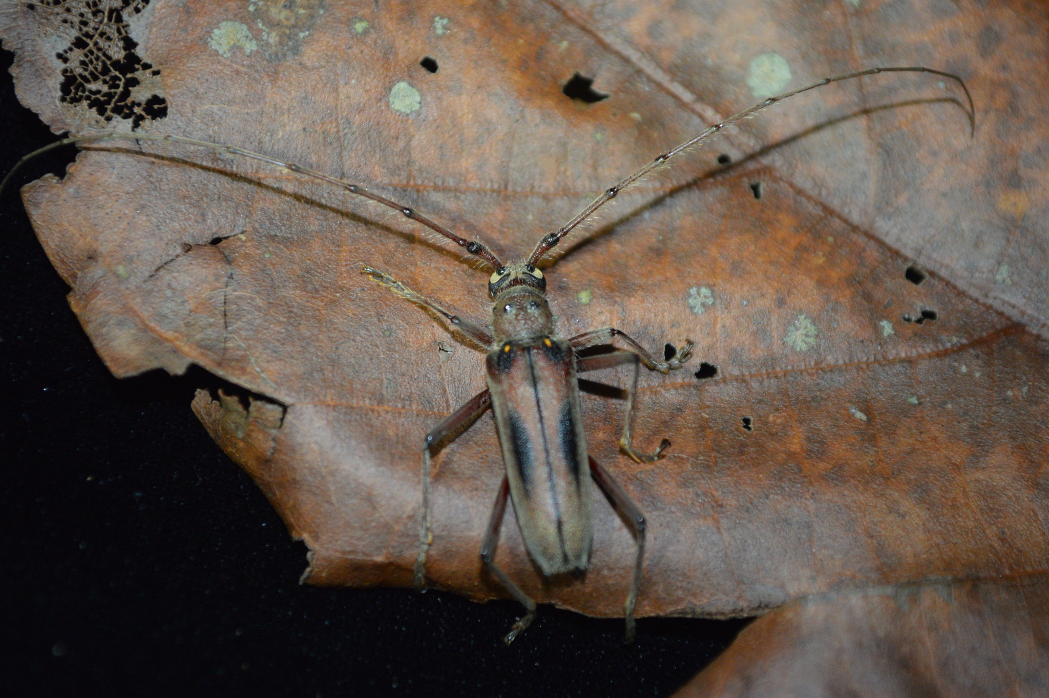 Eburia quadrinotata image