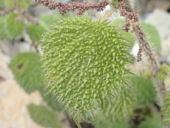 Urtica taiwaniana