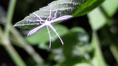 Pterophorus