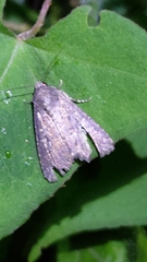 Condica illecta