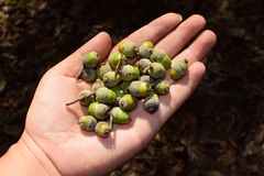 Quercus myrsinifolia