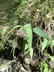 Eupatorium chinense tozanense