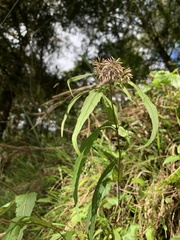 Eupatorium chinense tozanense