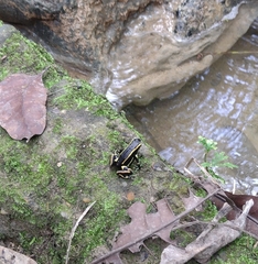 Dendrobates truncatus