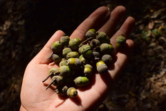 Quercus myrsinifolia