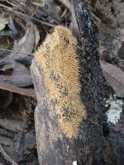 Protohydnum sclerodontium