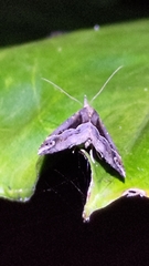 Hypena