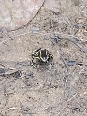 Dendrobates truncatus