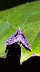 Hypena