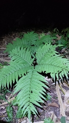 Pteris wallichiana