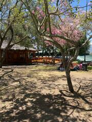 Chionanthus pubescens