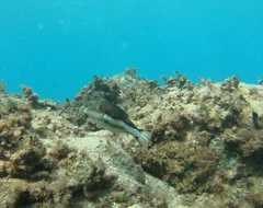 Canthigaster capistrata