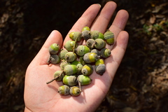 Quercus myrsinifolia