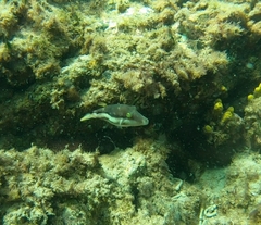 Canthigaster capistrata
