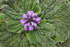 Phlomoides rotata