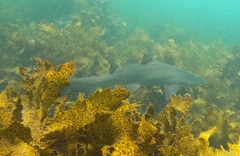 Carcharias taurus