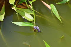 Pontederia vaginalis