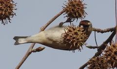 Carduelis carduelis