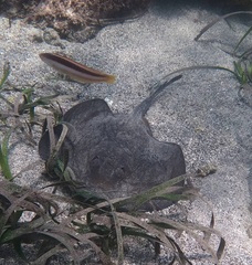 Trygonoptera testacea