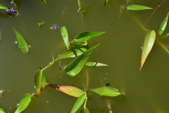 Pontederia vaginalis
