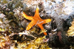 Pentagonaster duebeni