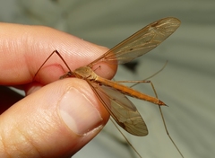 Tipula fulvipennis