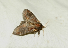 Notodonta dromedarius