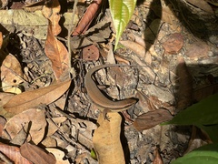 Eutropis multifasciata