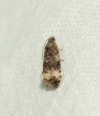 Endothenia