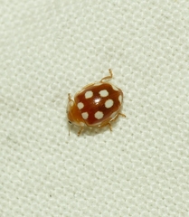 Vibidia duodecimguttata