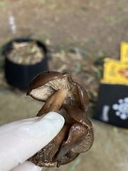 Melanoleuca melaleuca
