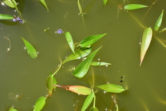 Pontederia vaginalis