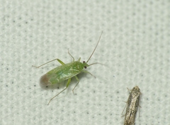 Orthotylus flavosparsus