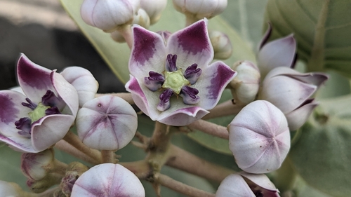 giant milkweed