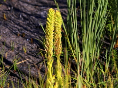 Disa cylindrica