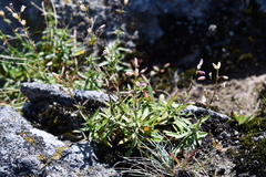 Silene foliosa