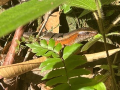 Eutropis multifasciata