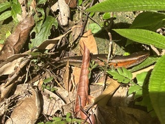 Eutropis multifasciata