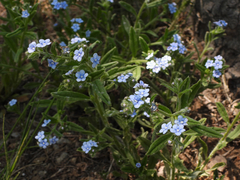 Bothriospermum secundum
