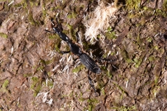 Brentidae