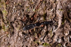 Brentidae