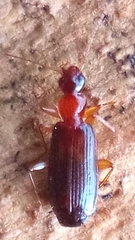 Carabidae