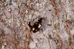 Lebiinae