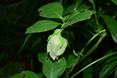 Codonopsis lanceolata