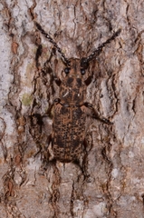 Anthribidae