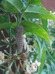Paracles fusca