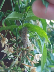 Paracles fusca