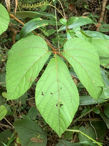 Elegant Ivy Vine (Ampelocissus elegans)