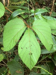 Ampelocissus elegans