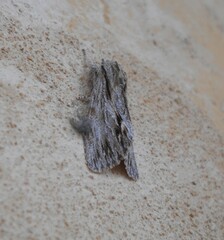 Asteroscopus sphinx